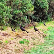 Uma Experiência Como Montanhista no Planalto do Itatiaia - PNI