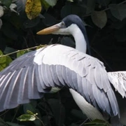 Ilha da Gigoia & Pantanal Carioca