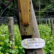 Queijos & Vinhos na Serra (bate/volta)