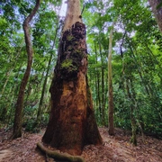 Parque Nacional da Tijuca - Setor Floresta