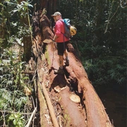 Parque Nacional da Tijuca - Setor Floresta